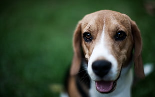 tricolor Beagle on focus photo
